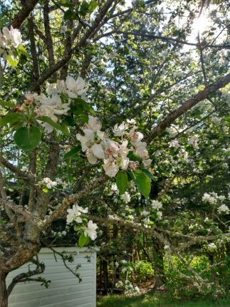 pink apple blossoms