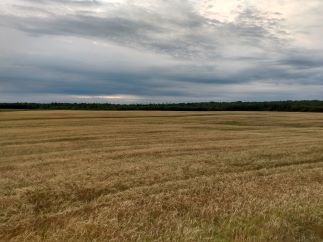 a barley field