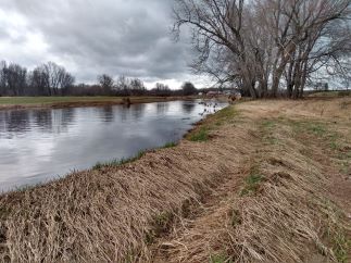a tree lined riverbank
