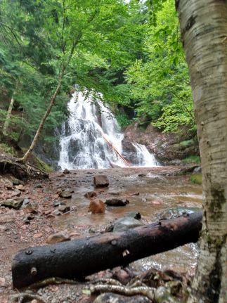 a waterfall in a lush forest